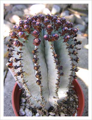 Молочай (Euphorbia)