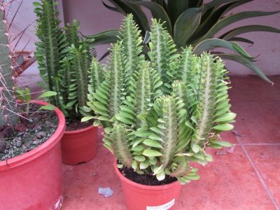 Молочай (Euphorbia)