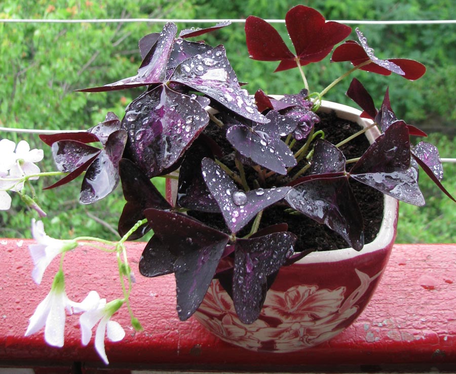Комнатное растение с темными листьями. Кислица оксалис. Оксалис Кислица треугольная фиолетовая. Оксалис Кислица болезни. Кислица краснолистная.