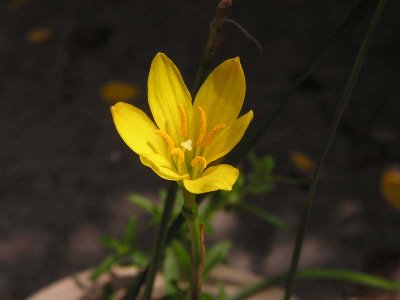 Зефирантес золотистый (Zephyranthes aurea)