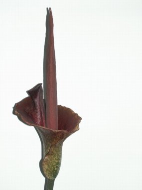 Аморфофаллюс (Amorphophallus)