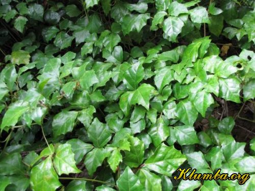 Циссус ромболистный (Сissus rhombifolia)