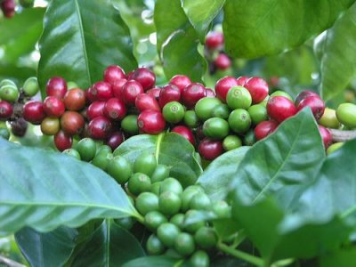 Кофе арабика (Coffea arabica)