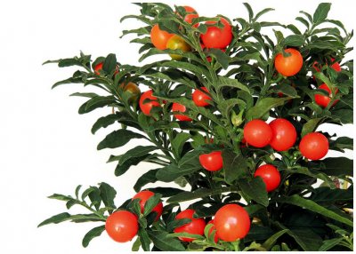Паслен (Solanum)