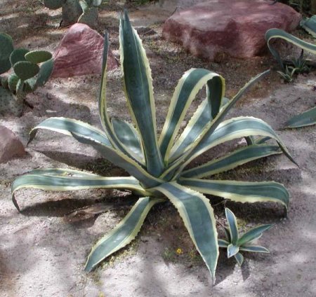 растение агава
