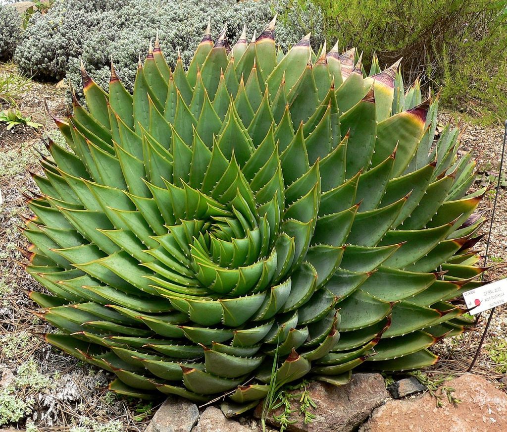 Phyllotaxis in Aloe polyphylla in the University of California Botanical Garden. Photo by Stan Shebs.