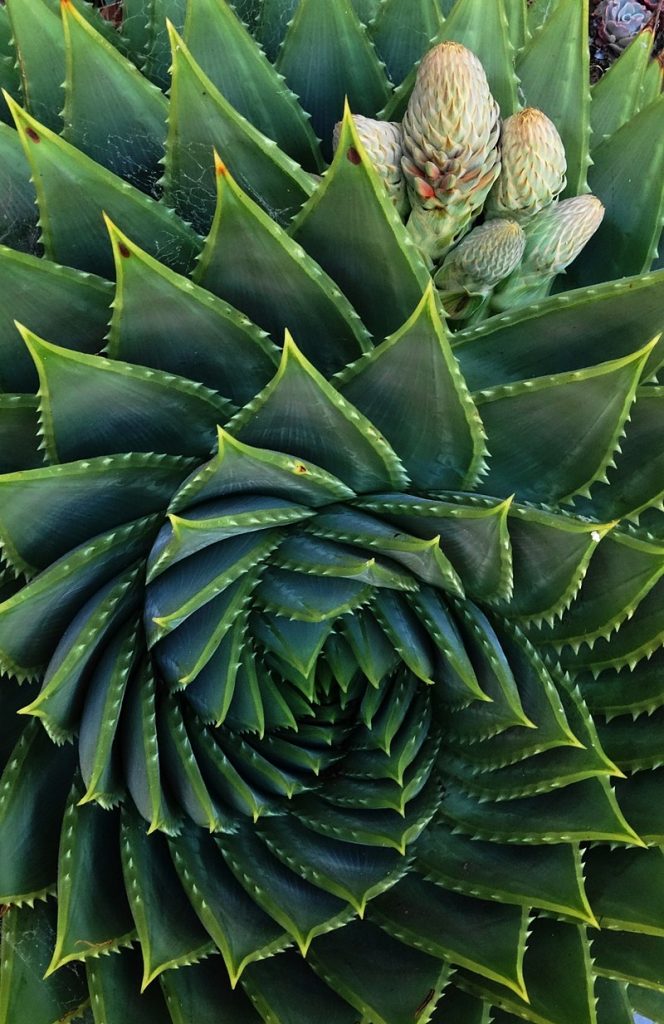 An example of phyllotaxis of aloe multifoliate (Aloe polyphylla). View from above. Photo by Samuel Wantman.